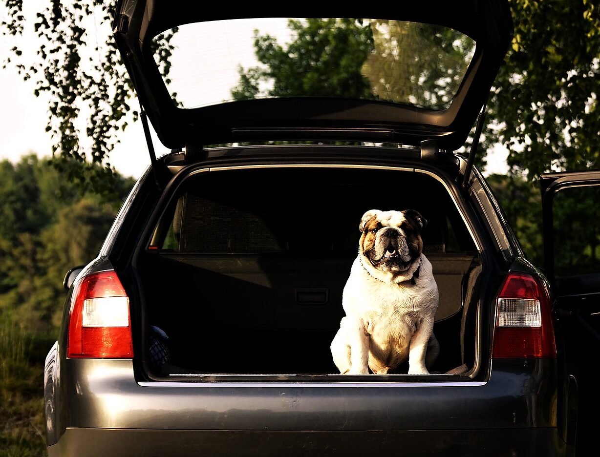 Kofferraum_Hund