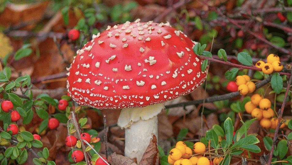 Maximale-Punkte-Flensburg