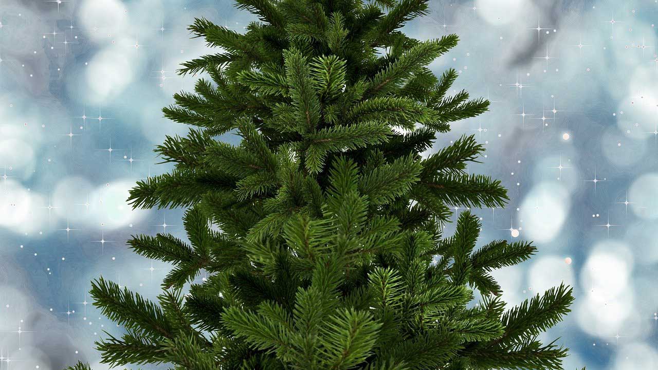 Tannenbaum